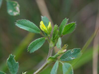 medicago minima