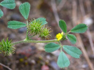 medicago minima fruechte