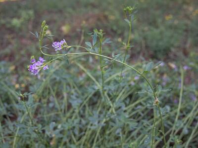 medicago sativa