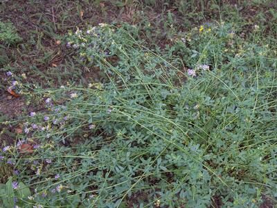 medicago sativa habitus