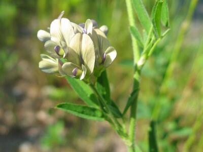 medicago x varia bluete