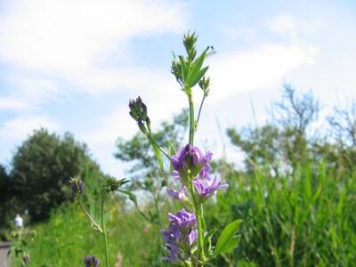 medicago x varia habitus