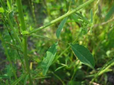 melilotus albus blatt