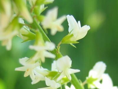 melilotus albus detail