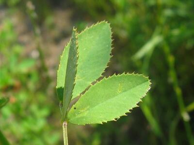 melilotus officinalis blatt