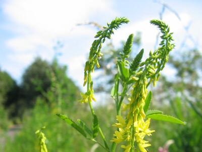 melilotus officinalis habitus