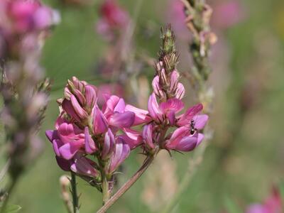 onobrychis montana