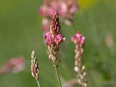 onobrychis viciifolia