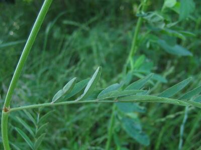 onobrychis viciifolia blatt