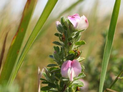 ononis repens ssp repens