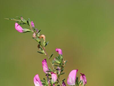 ononis spinosa