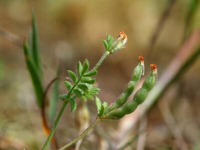 ornithopus perpusillus frucht