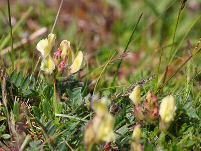 oxytropis campestris