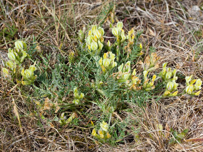 oxytropis campestris habitus