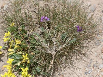 oxytropis lapponica