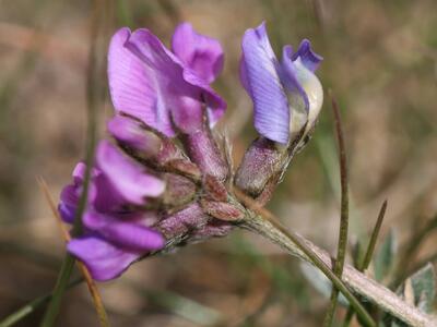 oxytropis lapponica detail