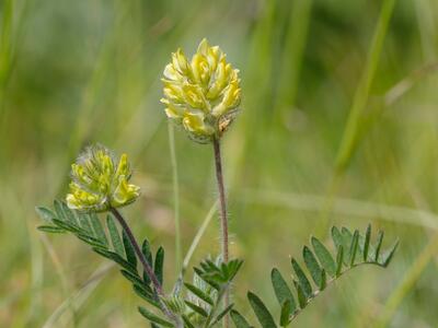 oxytropis pilosa