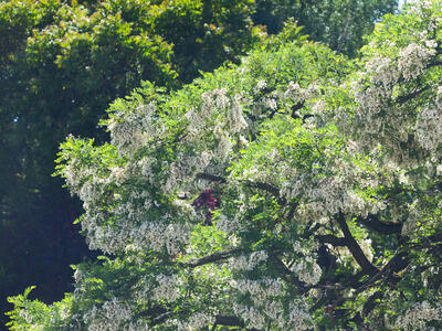 robinia pseudoacacia