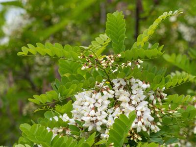 robinia pseudoacacia detail