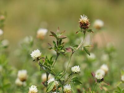 trifolium alexandrinum