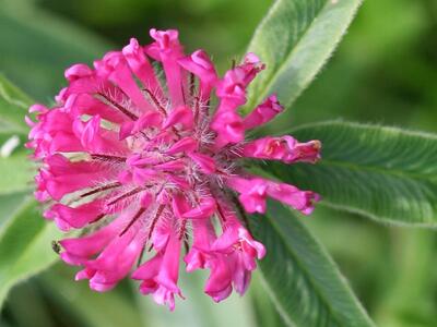 trifolium alpestre