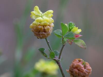 trifolium aureum