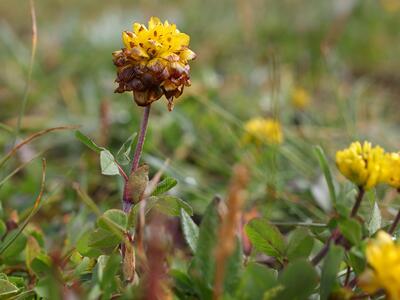 trifolium badium