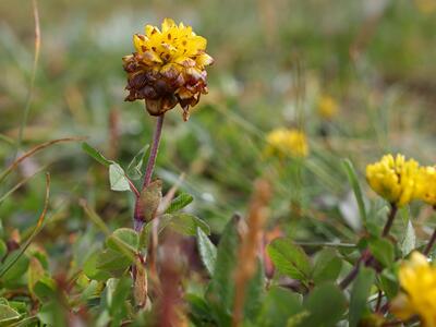 trifolium badium