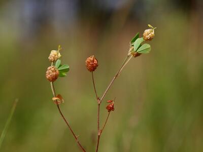 trifolium campestre