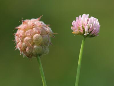 trifolium fragiferum