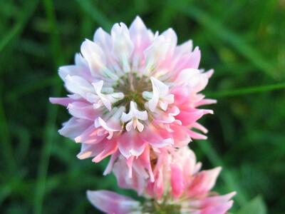 trifolium hybridum