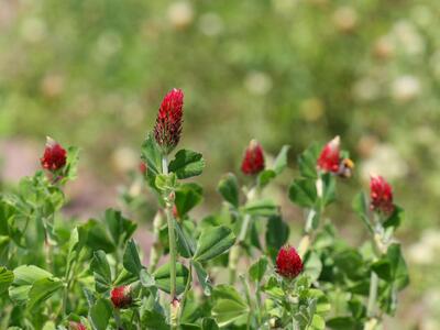 trifolium incarnatum