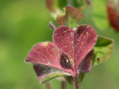 trifolium incarnatum blatt