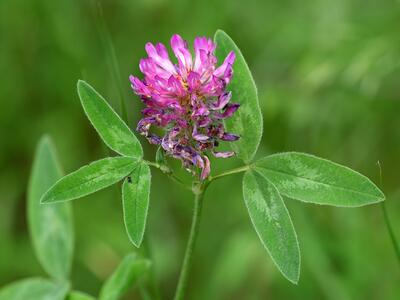 trifolium medium