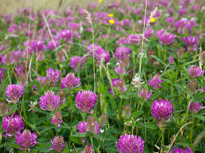 trifolium medium habitus