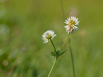 trifolium montanum