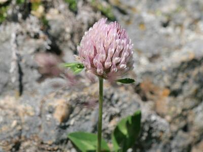 trifolium pallescens