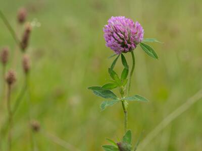 trifolium pratense