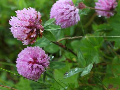 trifolium pratense ssp nivale