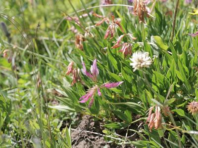 trifolium repens ssp alpinum