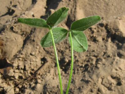 trifolium repens ssp maritimum