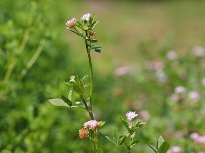 trifolium resupinatum