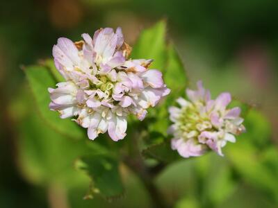 trifolium resupinatum bluete