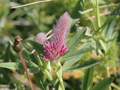 trifolium rubens