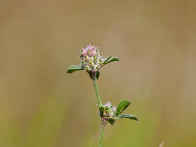 trifolium striatum