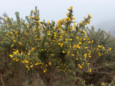 ulex europaeus