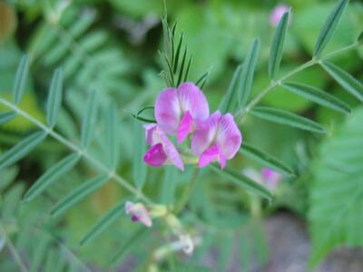 vicia angustifolia ssp angustifolia