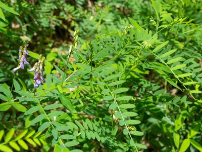 vicia cassubica