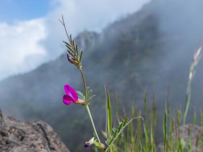 vicia cordata