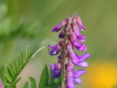 vicia cracca